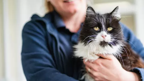 A black and white long haired cat is held by a Blue Cross staff member.